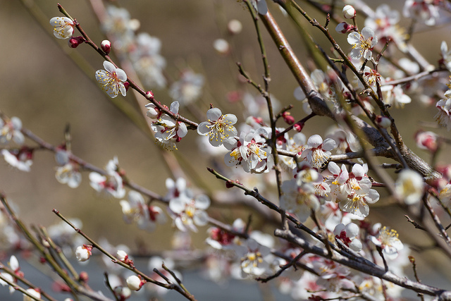 Photo byflickr Daisuke tashiro