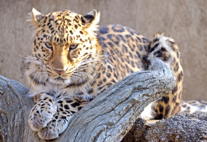 photo by 神戸市立王子動物園