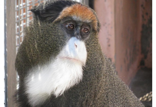 photo by 神戸市立王子動物園