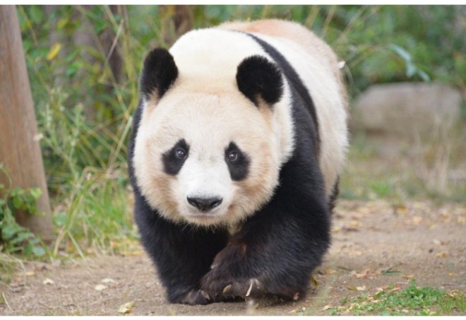 photo by 神戸市立王子動物園