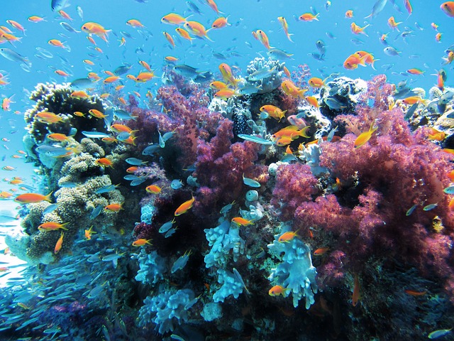 Photo bypixabay
