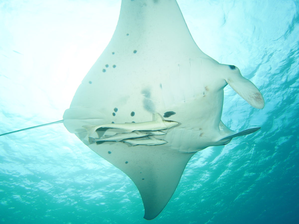 石垣島シュノーケリングでマンタに会いに行こう Sotoasobi Life そとあそびライフ Sotoasobi Life そとあそびライフ