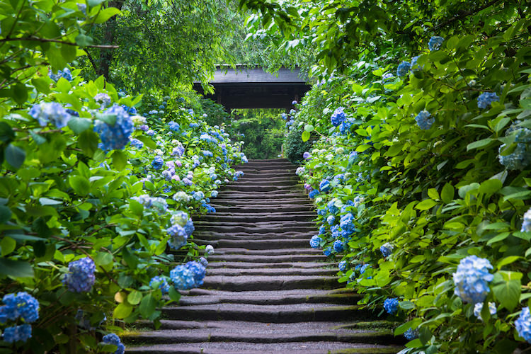 これぞ風情 あじさいの季節に行きたい古都 鎌倉の名所4選 Sotoasobi Life そとあそびライフ Sotoasobi Life そとあそびライフ