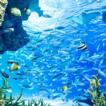 雨の日を楽しもう！関東のお出かけスポット21選