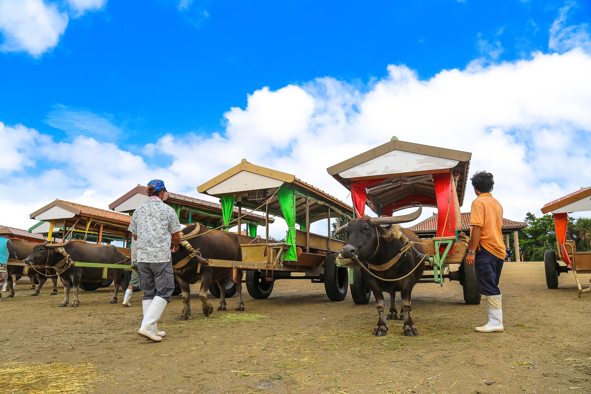 西表島から水牛車で行く 小さな楽園 由布島の魅力を紹介 Sotoasobi Life そとあそびライフ Sotoasobi Life そとあそびライフ 西表島から水牛車で行く 小さな楽園 由布島の魅力を紹介 Sotoasobi Life そとあそびライフ Sotoasobi Life そとあそびライフ