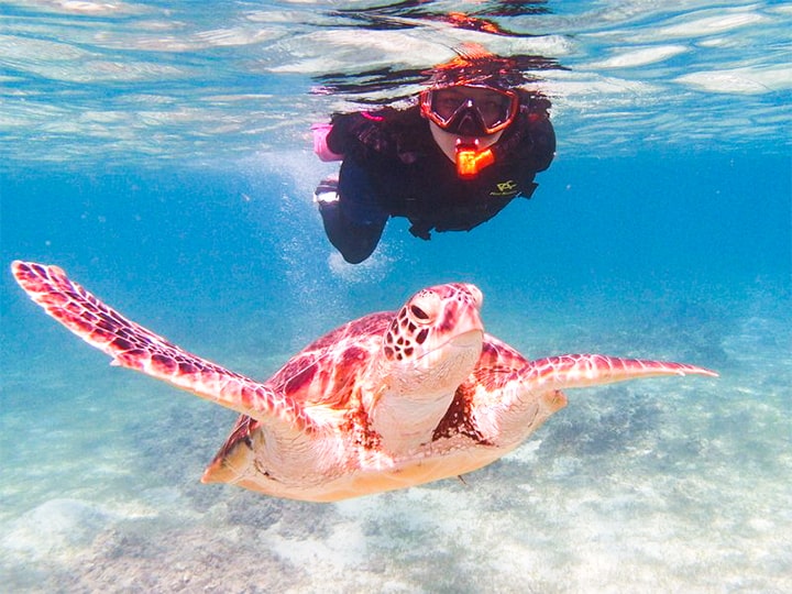 宮古島 子連れシュノーケリングで知っておきたい 海の危険生物たち Sotoasobi Life そとあそびライフ