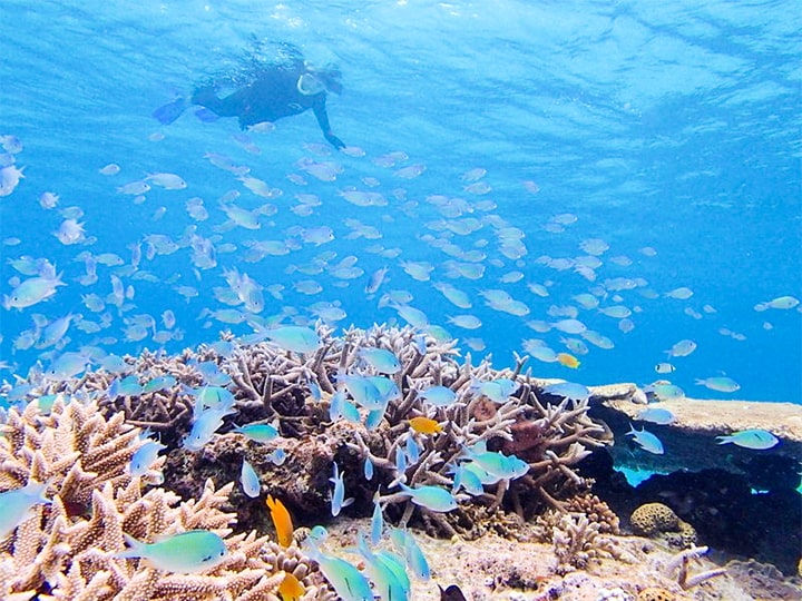 宮古島 子連れシュノーケリングで知っておきたい 海の危険生物たち Sotoasobi Life そとあそびライフ