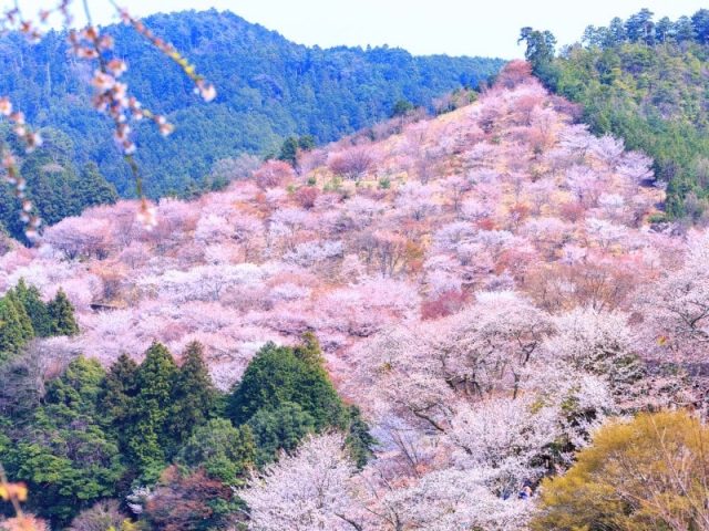 保存版 桜の名所といえばココ 全国の絶景お花見スポット14選 Sotoasobi Life そとあそびライフ