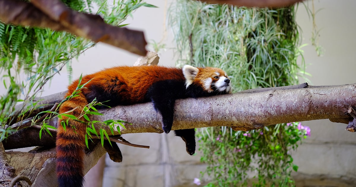 那須で子供と一緒に楽しめる観光 お出かけスポット15選 Sotoasobi Life そとあそびライフ