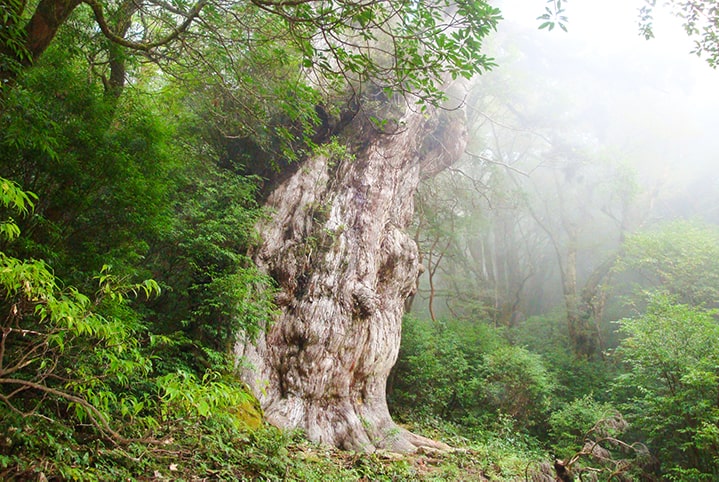 屋久杉 こけし 夫婦 屋久島 縄文杉 世界遺産 （屋久島観光｜世界