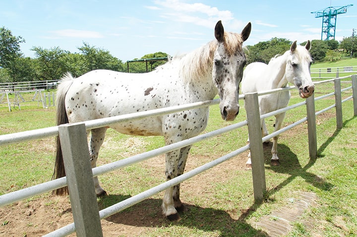 千葉 子供を連れて家族で行きたい乗馬スポット5選 Sotoasobi Life そとあそびライフ Sotoasobi Life そとあそびライフ