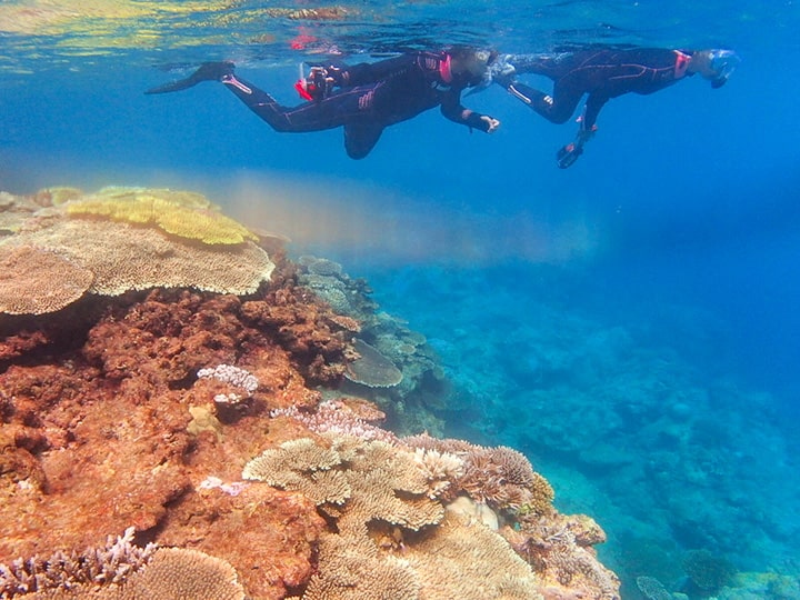 琉球海のたねカラフル サンゴのたね 琉球海のたねカラフル サンゴのたね