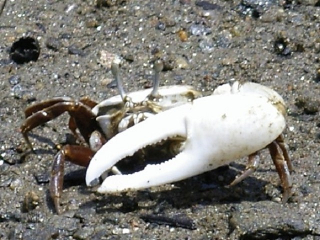 photo by Wikipedia