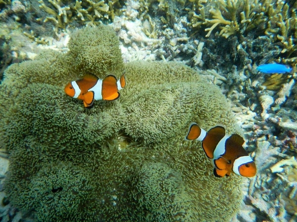 宮古島 子連れシュノーケリングで知っておきたい 海の危険生物たち Sotoasobi Life そとあそびライフ