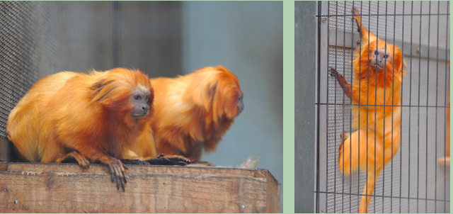 photo by 浜松市動物園公式サイト