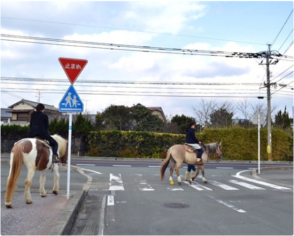 馬に乗って横断歩道を渡るのは不思議な感覚!photo by そとあそび