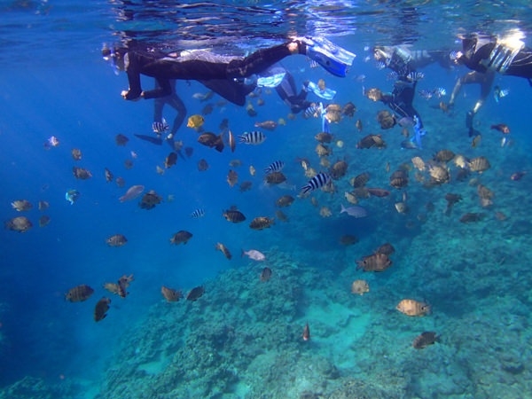 熱帯魚になった気分! photo by そとあそび