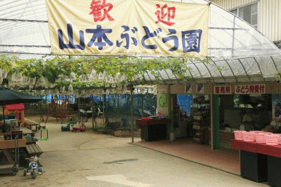 photo by 山本観光ぶどう園
