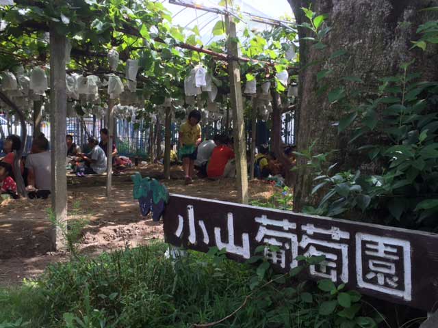 photo by 小山観光葡萄
