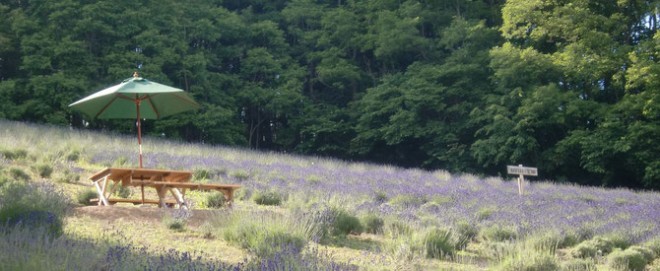 photo by NANAKAの花畑