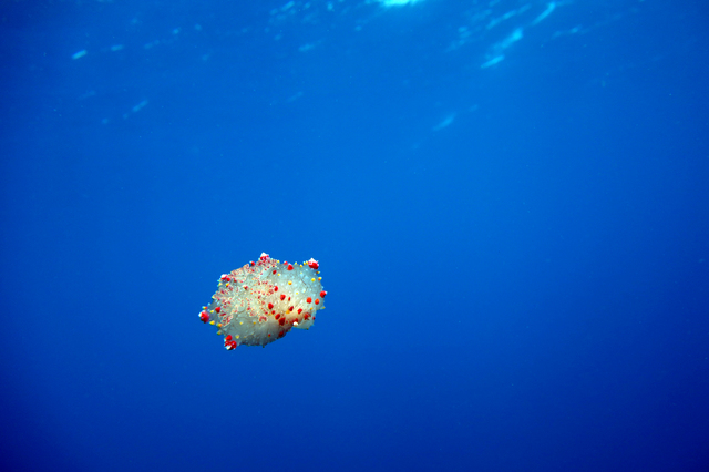 photo by diver403