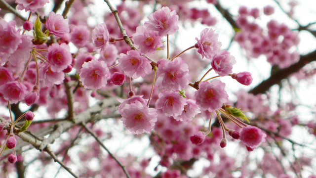 photo by ボウ