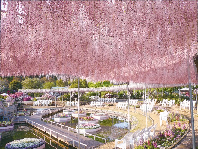 photo by あしかがフラワーパーク