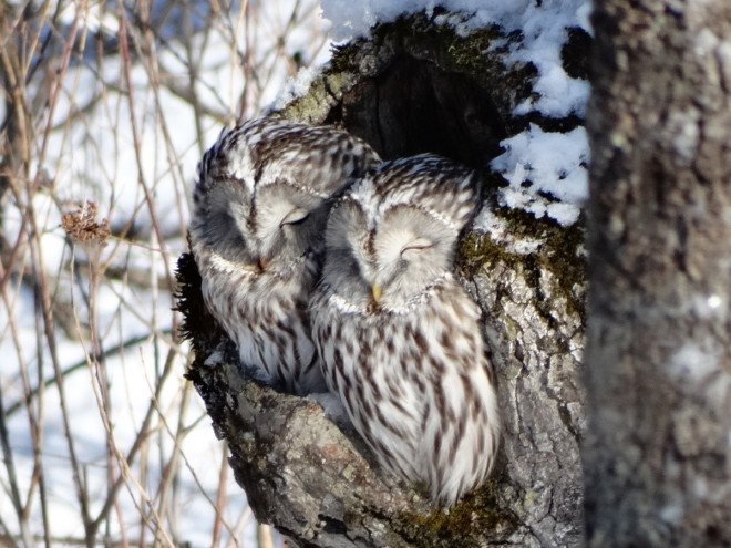 owl