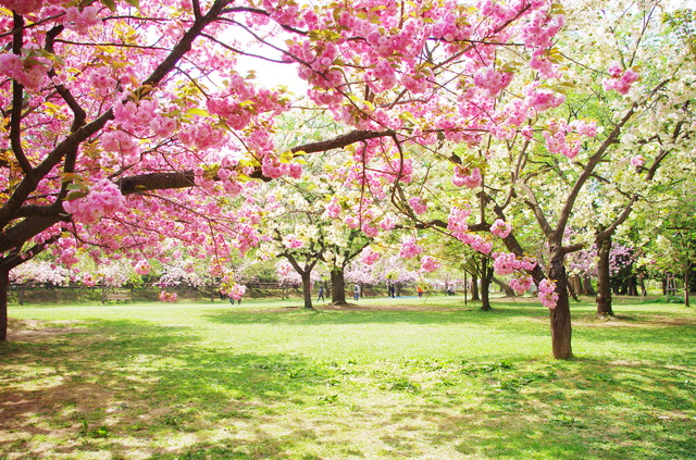 photo by 弘前・写心観